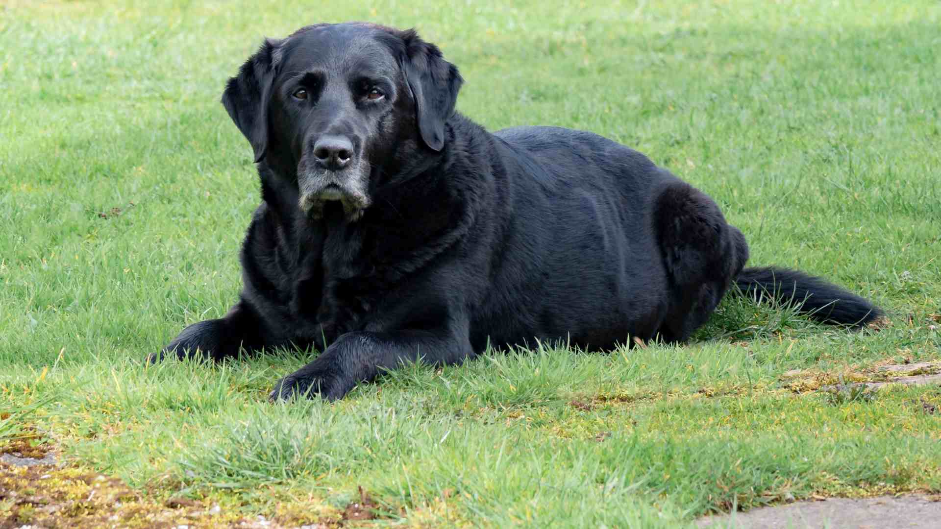 Reason’s Why To Adopt A Senior Pet