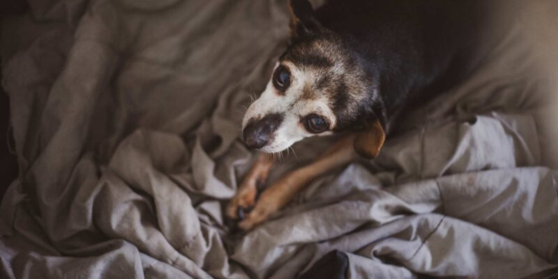 Everything you need to know about loving a senior dog