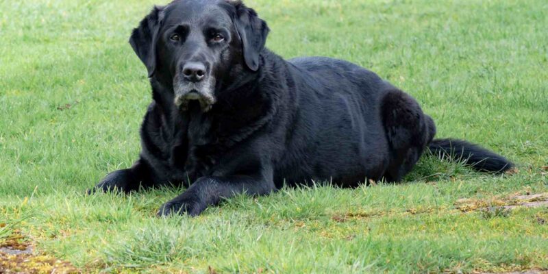 Reason’s Why To Adopt A Senior Pet